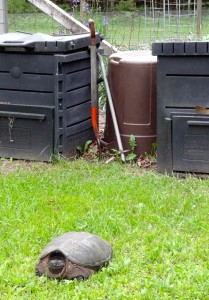 Giant Snapping Turtle 