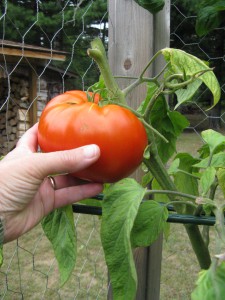 Annie's Heirloom Tomato