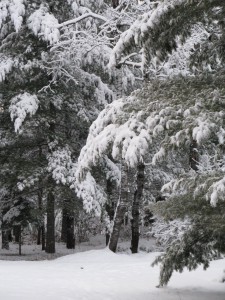 serene,winter,snow,trees,Northwoods,pine trees,snowfall